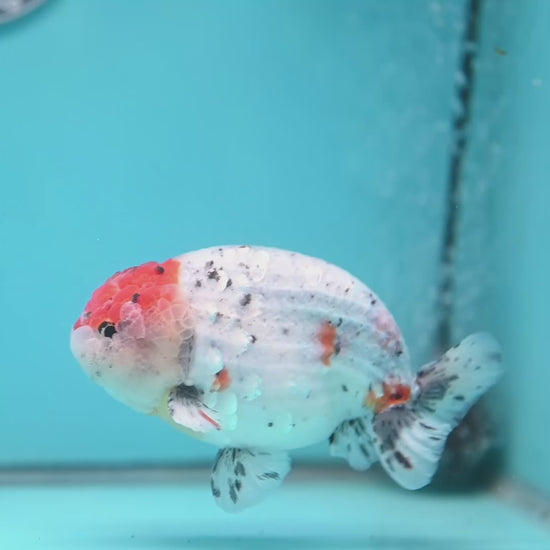 Large Calico Ranchu 4.5 inch Body (260306_RC03)