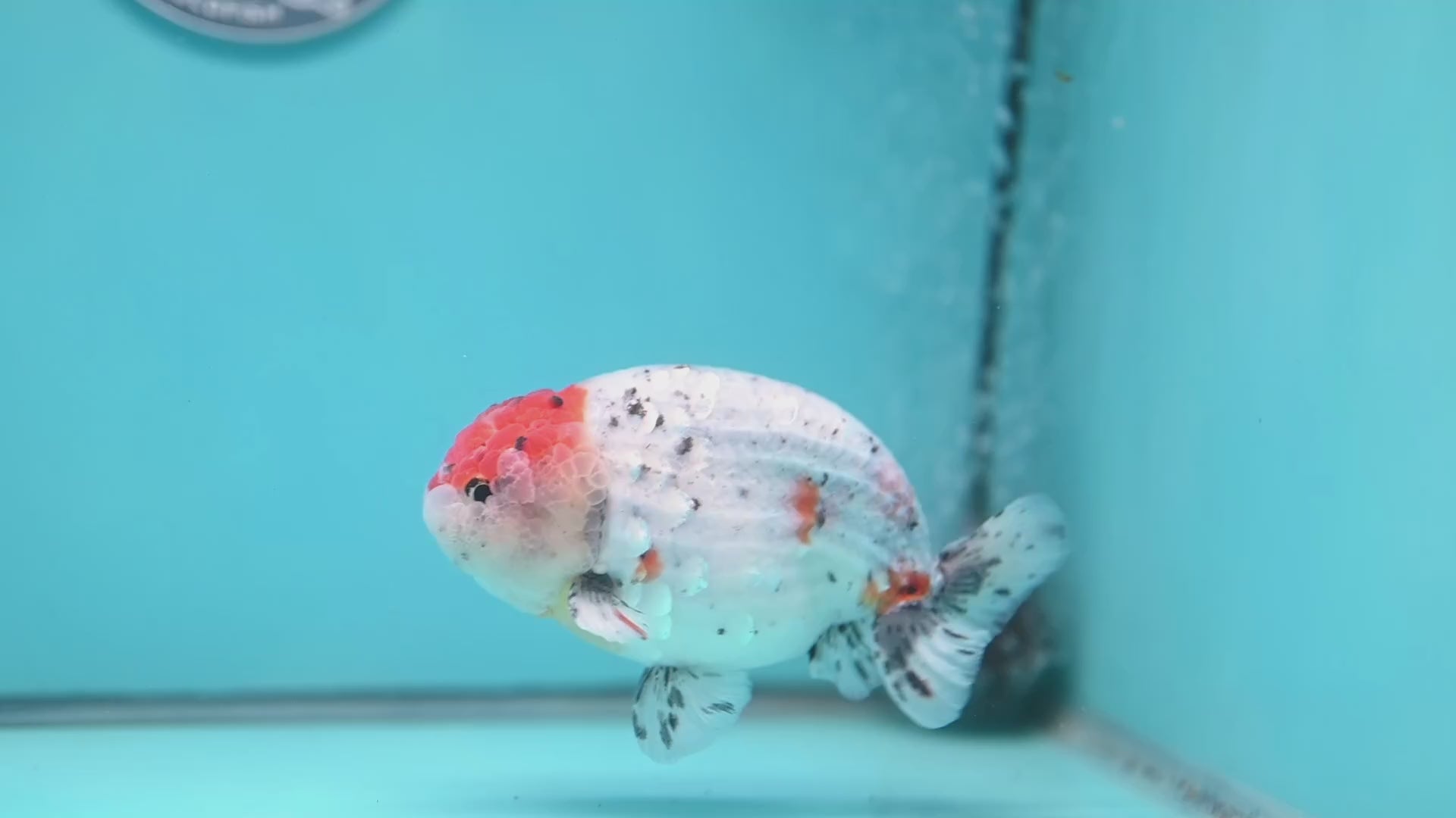 Large Calico Ranchu 4.5 inch Body (260306_RC03)