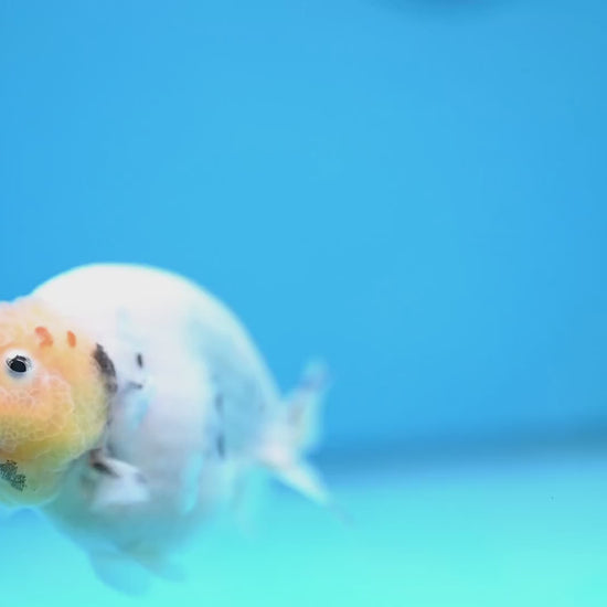 Ink Wash Cow Ranchu 4 inch Body (251121_RC05)