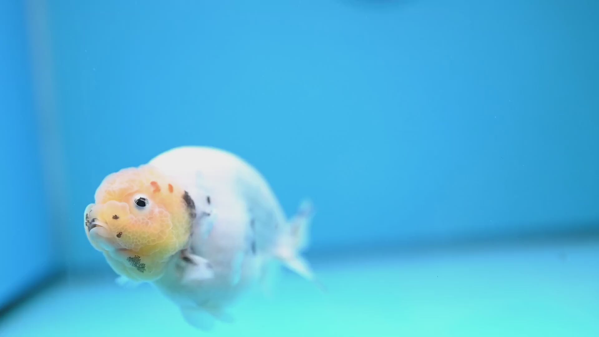 Ink Wash Cow Ranchu 4 inch Body (251121_RC05)