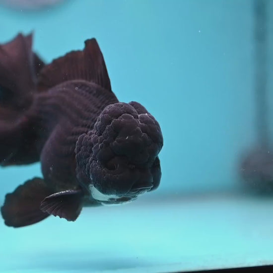 Panda Orchid Tail Oranda 4 inch Body (260213_OR11)