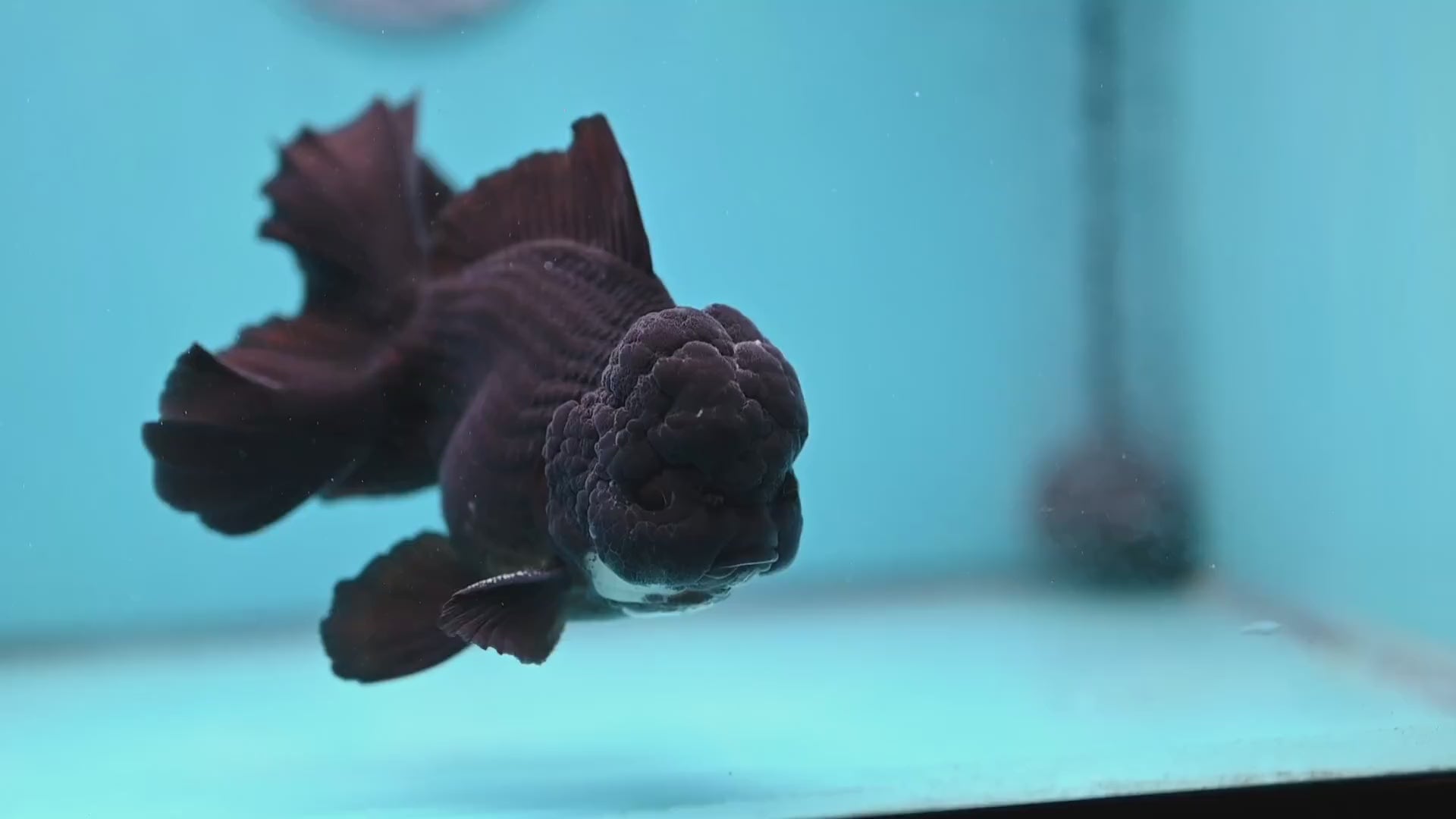 Panda Orchid Tail Oranda 4 inch Body (260213_OR11)