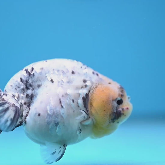 White Tiger Ranchu 4 inch Body (251114_RC04)