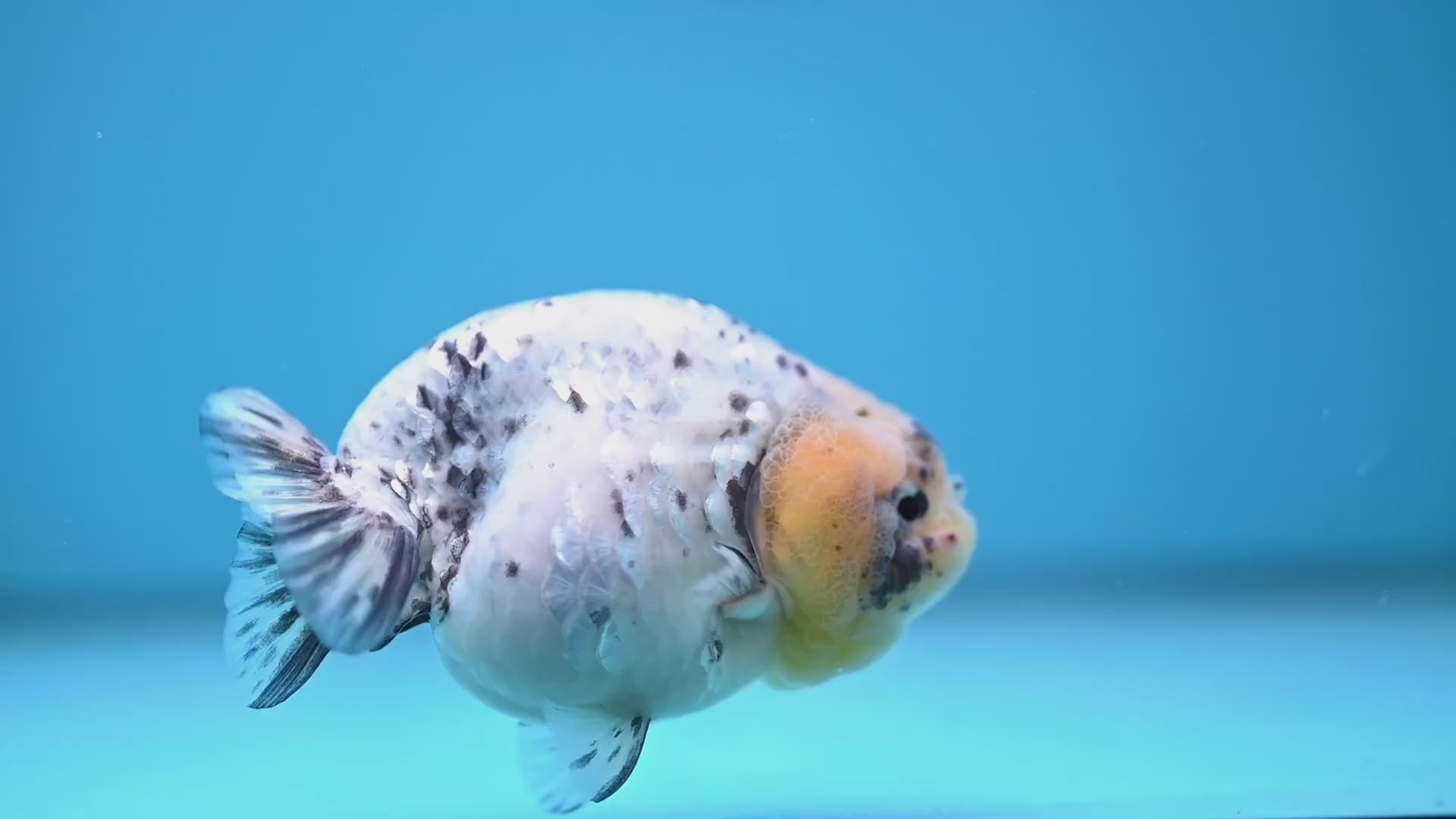 White Tiger Ranchu 4 inch Body (251114_RC04)