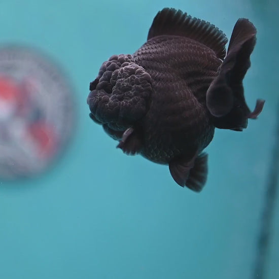 Jet Black Oranda 3 inch Body (260213_OR03)