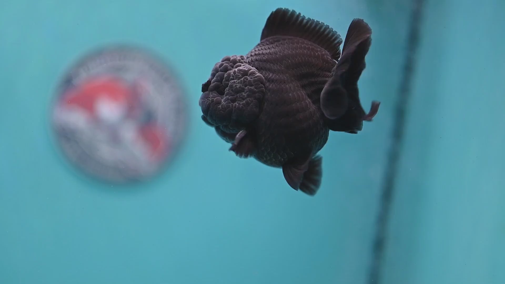 Jet Black Oranda 3 inch Body (260213_OR03)
