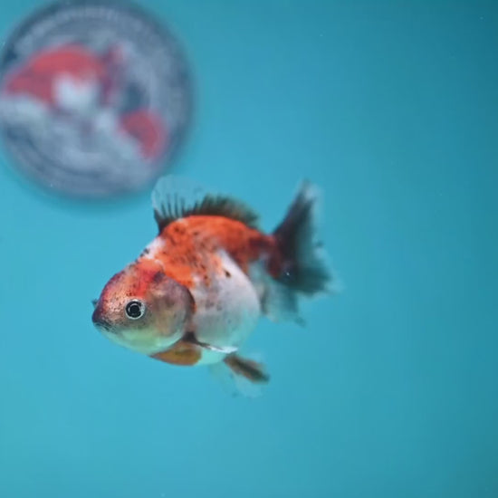 Juvenile Shogun Calico  Oranda 3 inch Body (251121_OR18)