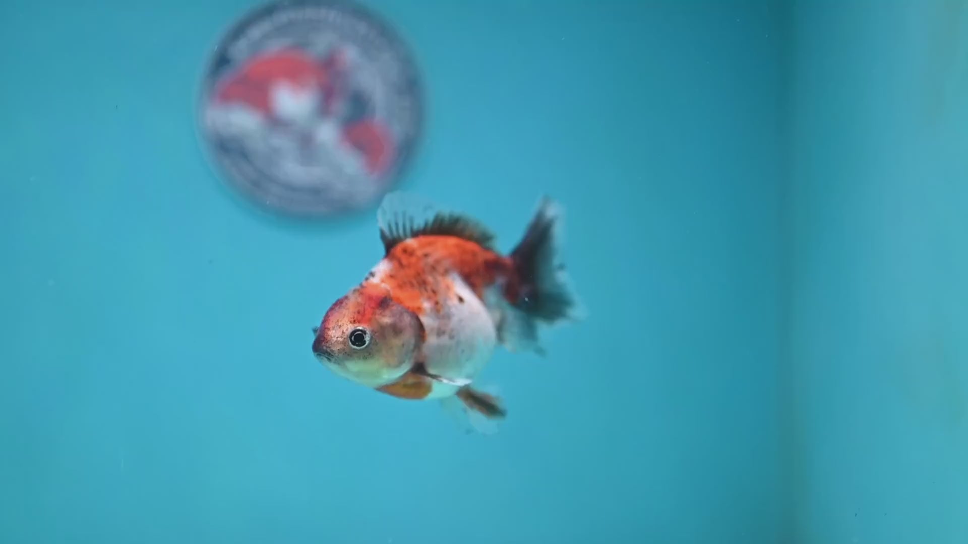 Juvenile Shogun Calico  Oranda 3 inch Body (251121_OR18)