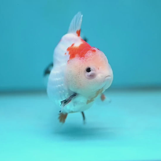 YuanBao Tricolor Oranda 3.5 inch Body (260116_OR23)