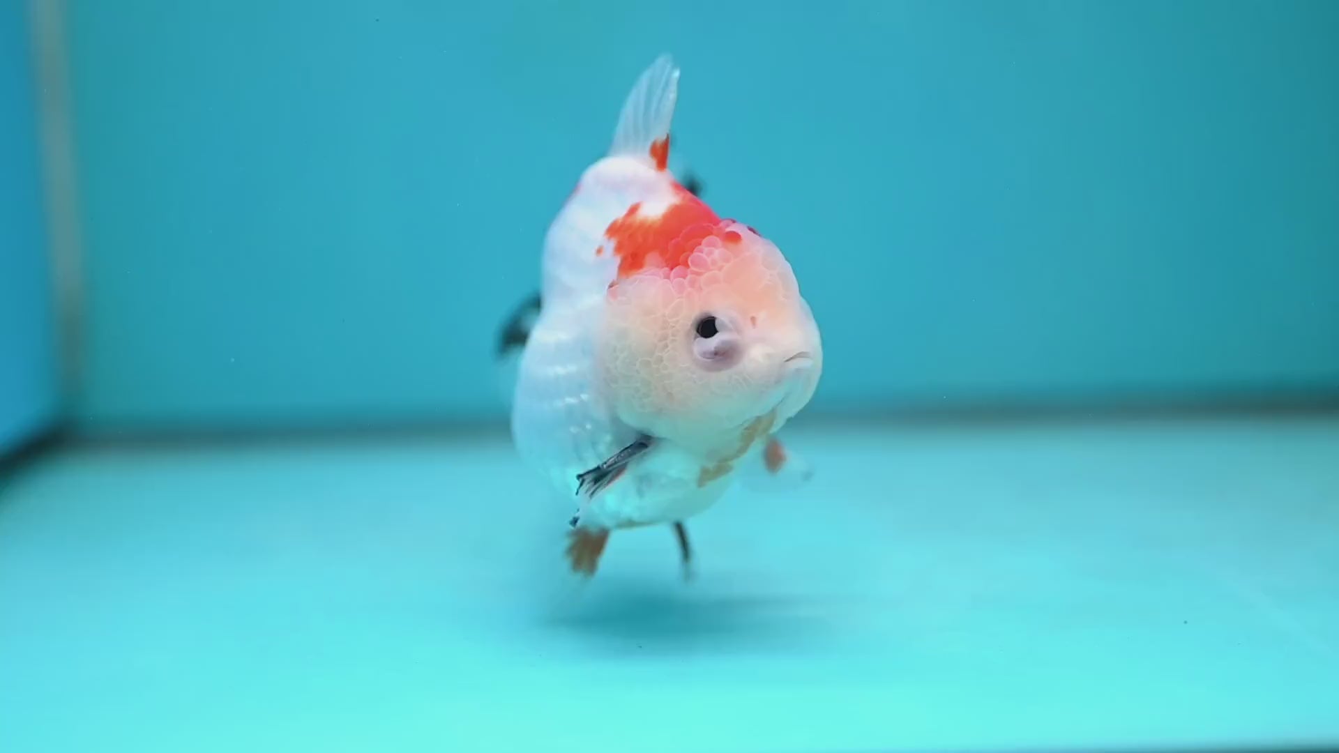 YuanBao Tricolor Oranda 3.5 inch Body (260116_OR23)
