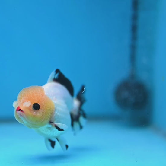 Tricolor Oranda 3 inch Body (260130_OR05)