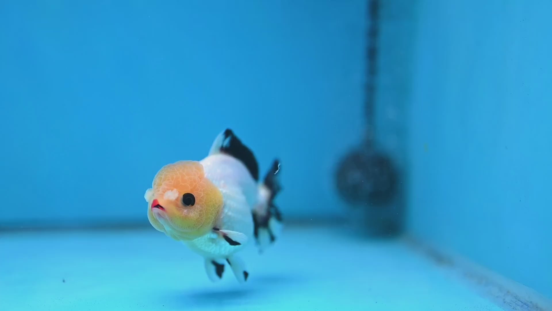 Tricolor Oranda 3 inch Body (260130_OR05)