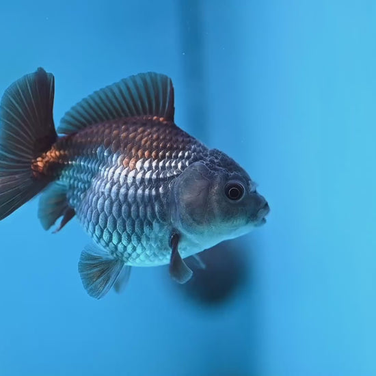 Juvenile Shogun Ochiba Oranda 3.25 inch Body (251017_OR16)