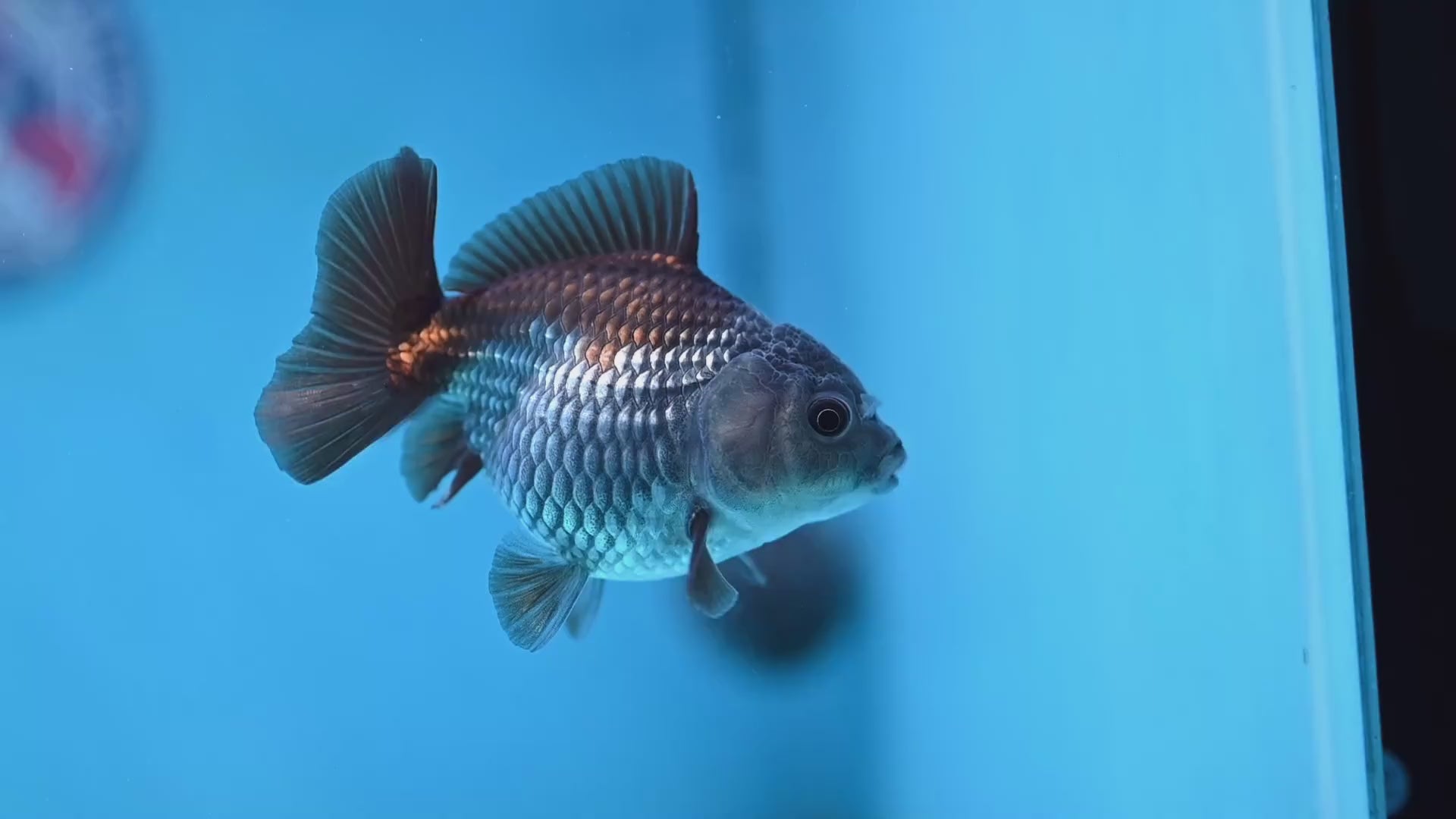 Juvenile Shogun Ochiba Oranda 3.25 inch Body (251017_OR16)