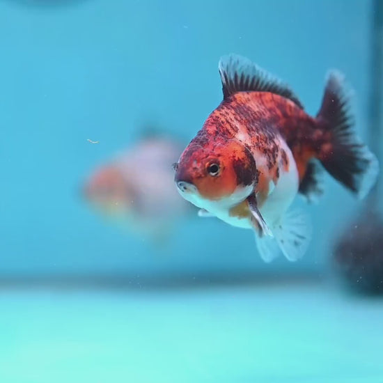 2-Pack Juvenile Shogun Long Body Oranda 2.5-3.5 inch Body (251017_OR22)