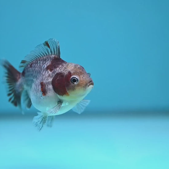 Juvenile Shogun Kirin Oranda 2.8 inch Body (251121_OR25)