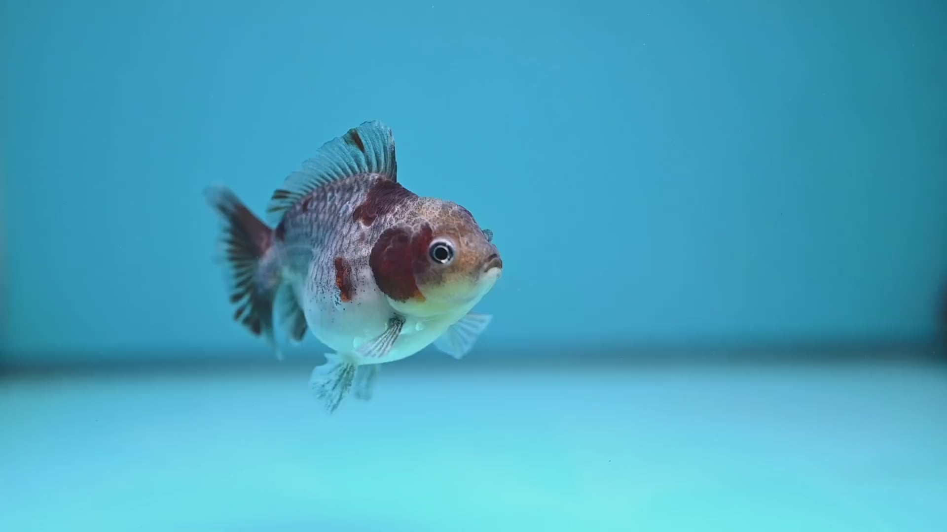 Juvenile Shogun Kirin Oranda 2.8 inch Body (251121_OR25)