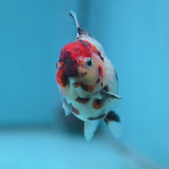 Tricolor Tiger Oranda 3 inch Body (260213_OR02)
