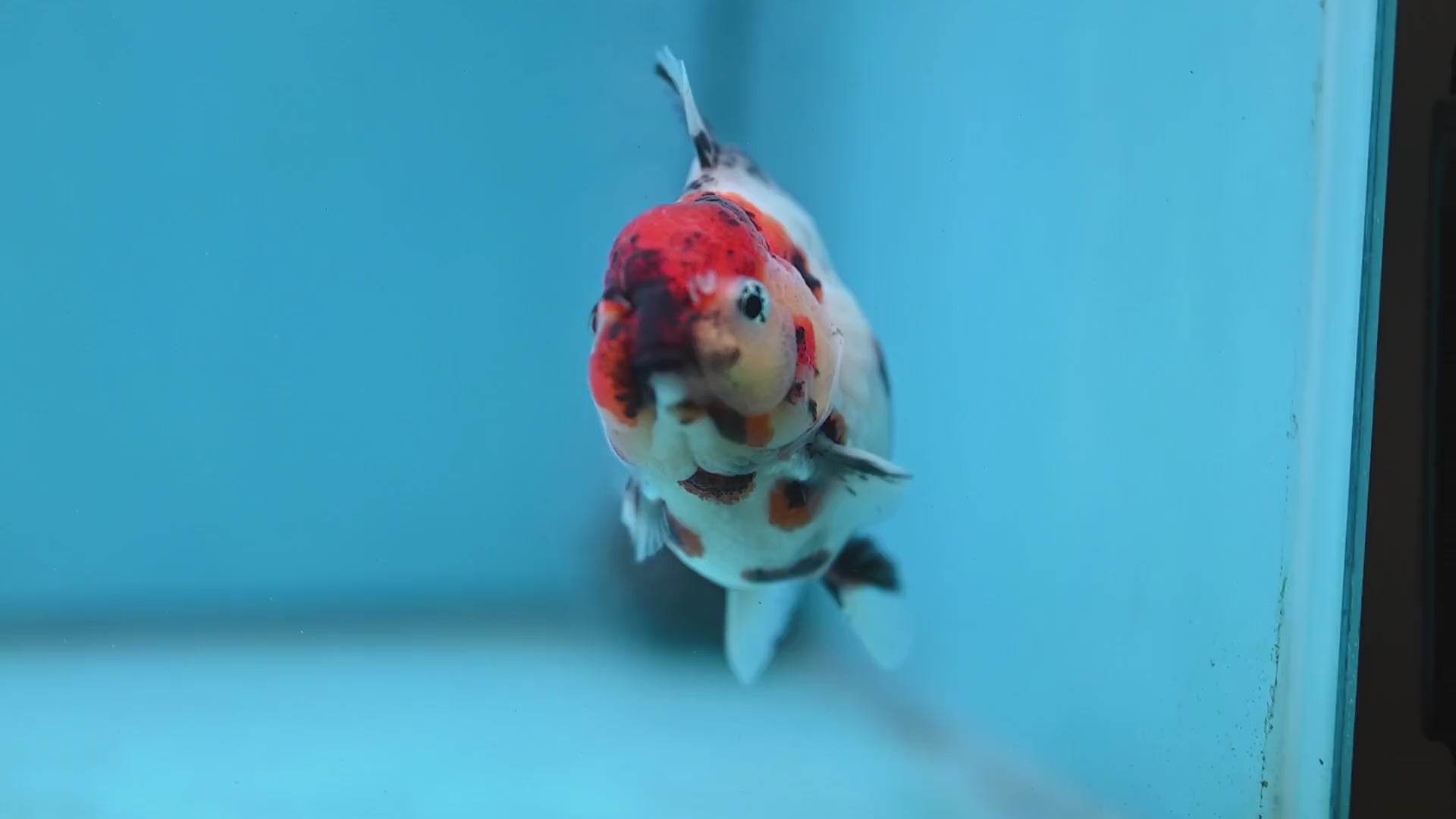 Tricolor Tiger Oranda 3 inch Body (260213_OR02)