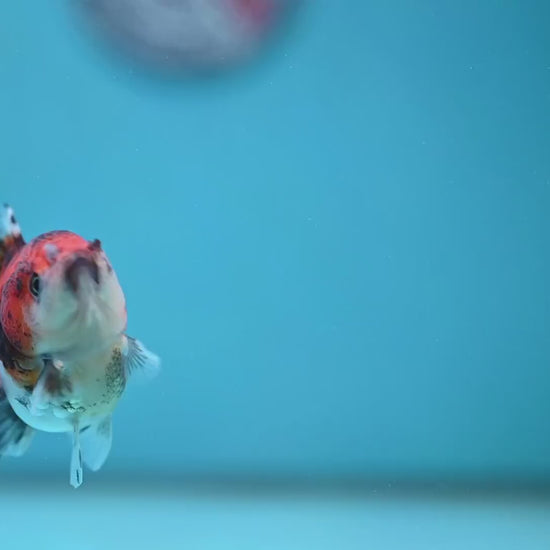 Juvenile Oranda 2.5 inch Body (260116_OR19)
