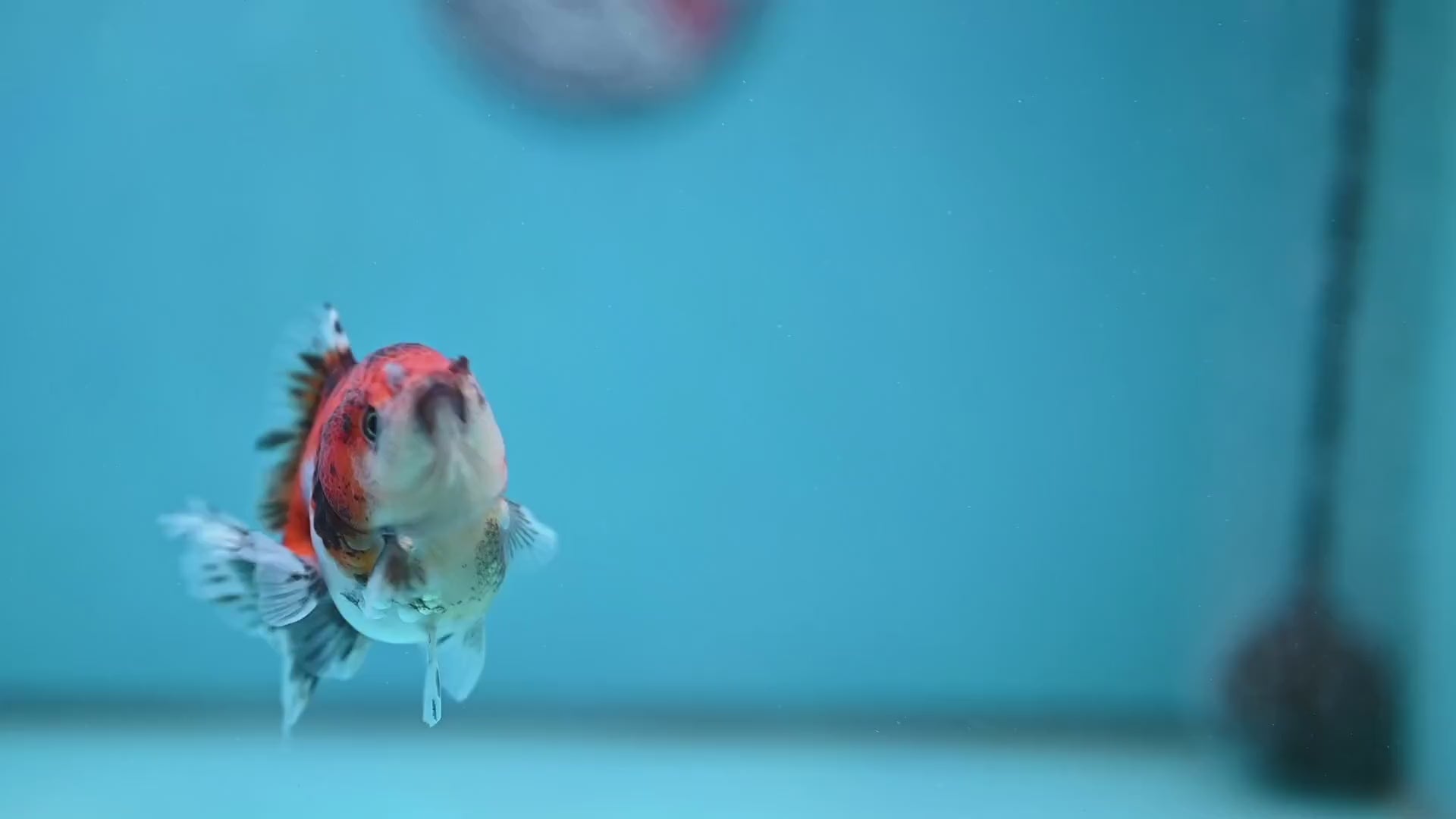 Juvenile Oranda 2.5 inch Body (260116_OR19)