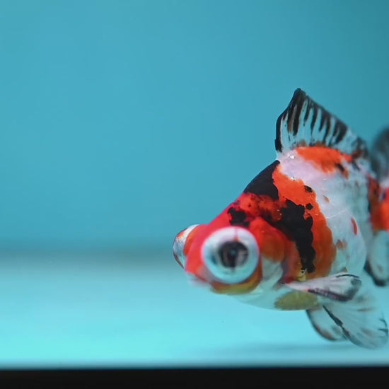 Tricolor Sakura Telescope 3 inch Body (260123_TL05)