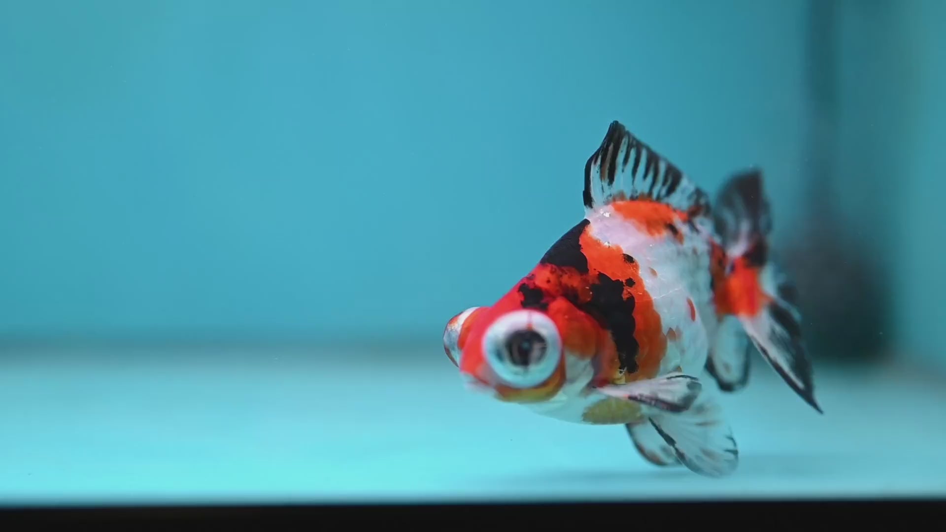 Tricolor Sakura Telescope 3 inch Body (260123_TL05)