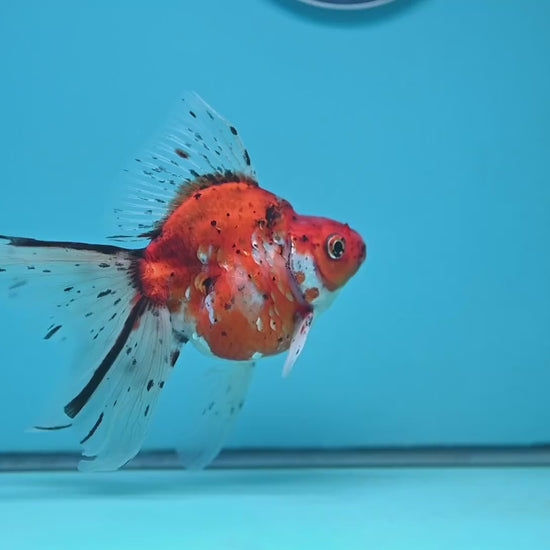 Veil Tail Ryukin 3.2 inch Body (251212_RY05)