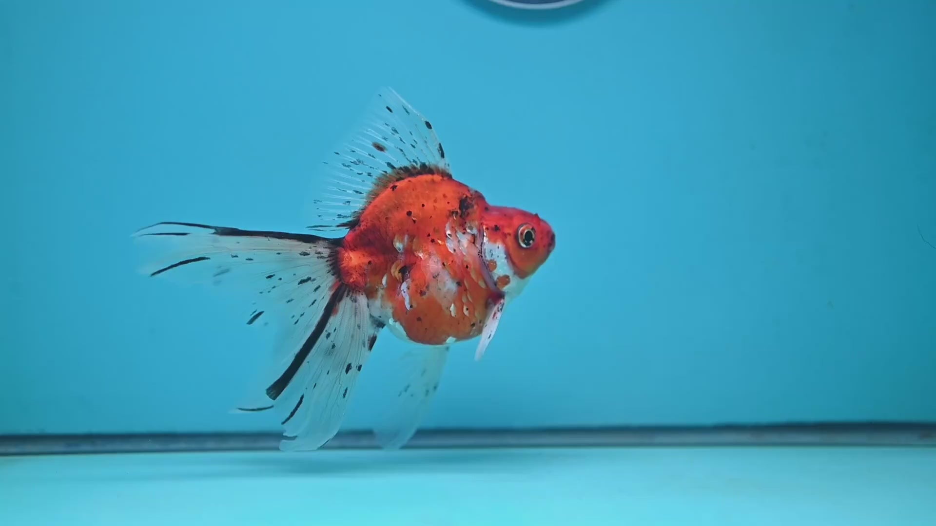 Veil Tail Ryukin 3.2 inch Body (251212_RY05)