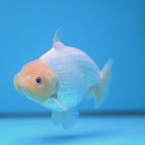 Snow White Sharkchu/Ranchu 4.2 inch Body (251114_RC07)