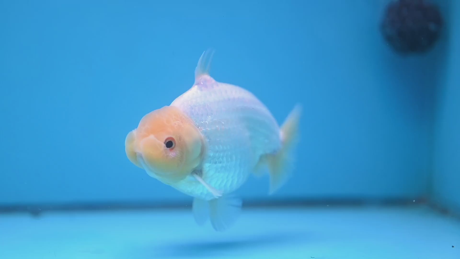 Snow White Sharkchu/Ranchu 4.2 inch Body (251114_RC07)