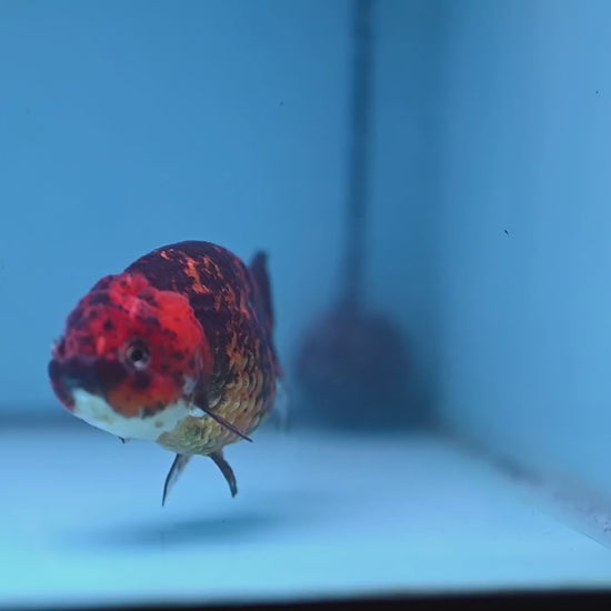 Tiger Ranchu 4 inch Body (251107_RC03)