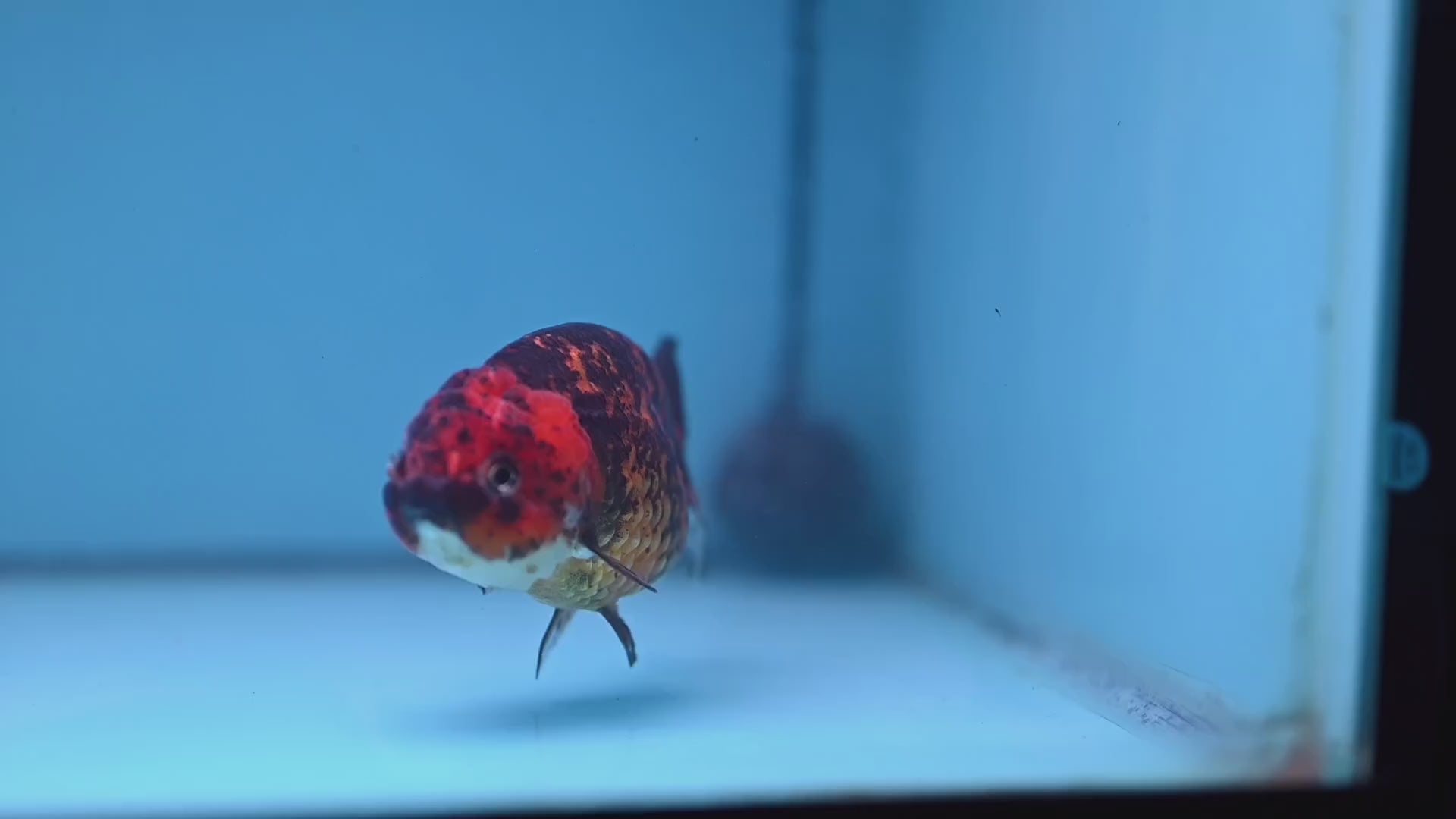 Tiger Ranchu 4 inch Body (251107_RC03)