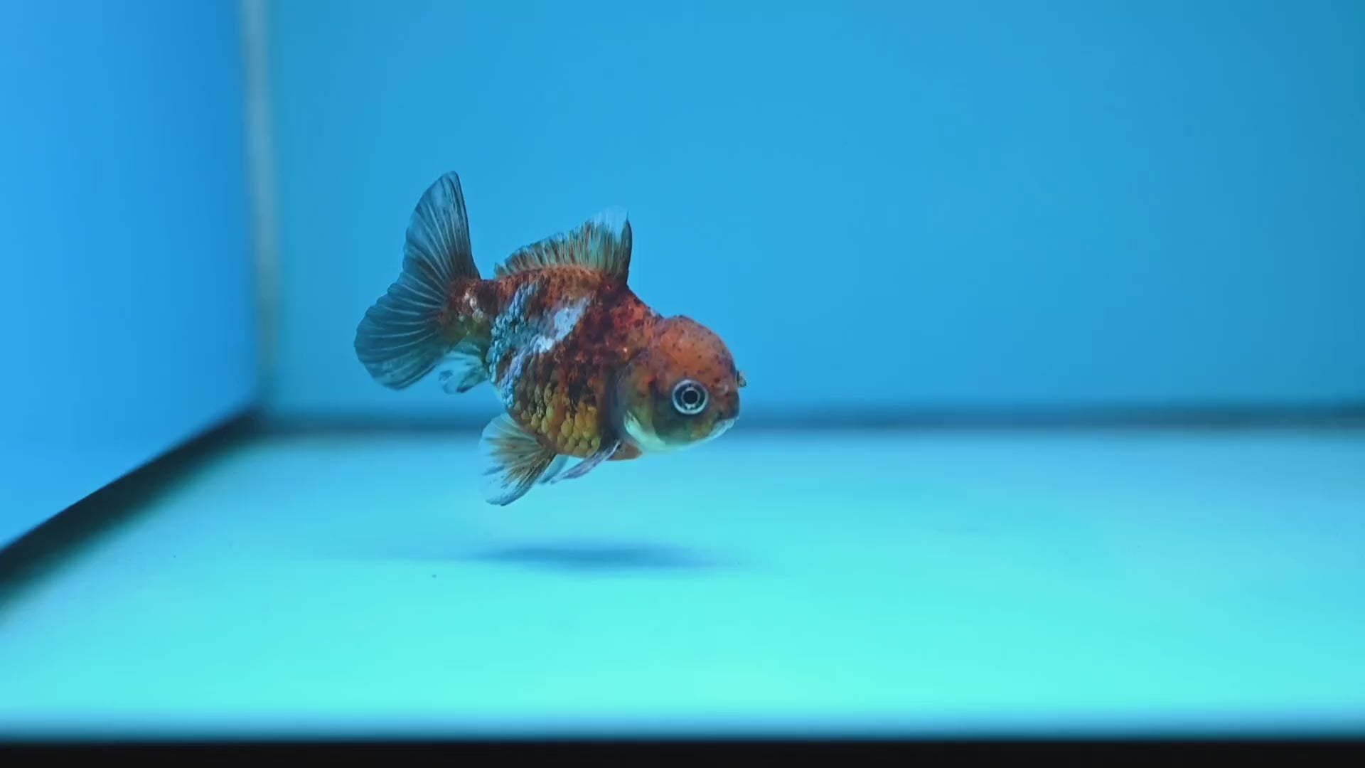 Shogun Juvenile Blue Based Oranda 3 inch Body (251205_OR04)