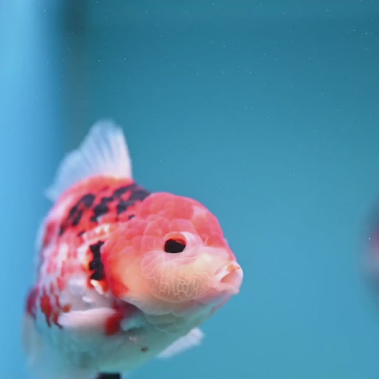 Tricolor Sakura Broad Tail Oranda 4 inch Body (251121_OR08)