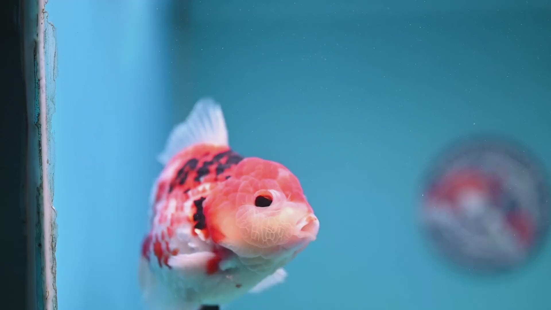 Tricolor Sakura Broad Tail Oranda 4 inch Body (251121_OR08)
