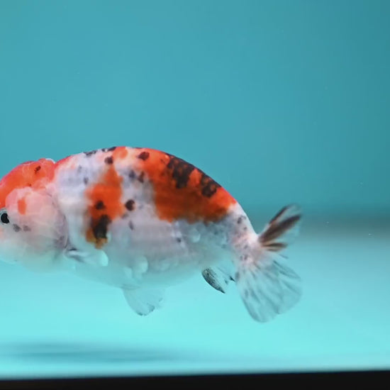 Calico Ranchu 3.5 inch Body (260116_RC07)