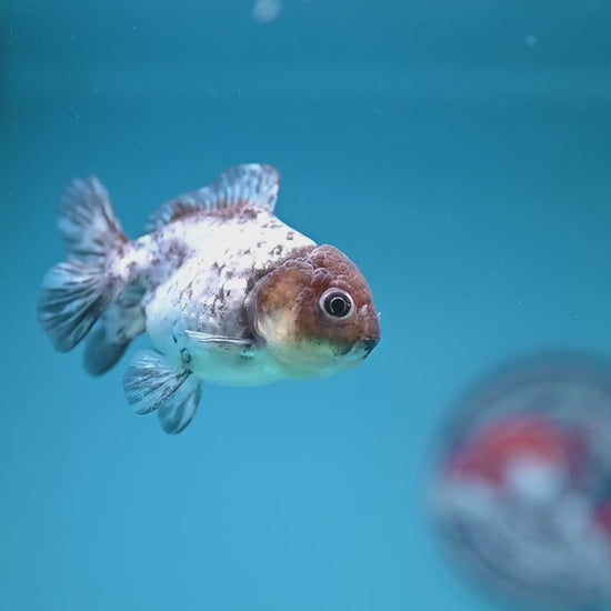 Shogun Juvenile White Tiger Oranda 3 inch Body (251205_OR05)