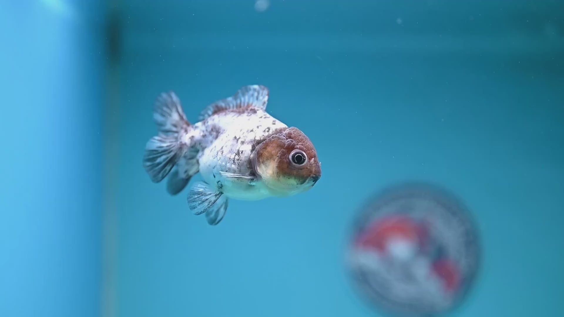 Shogun Juvenile White Tiger Oranda 3 inch Body (251205_OR05)