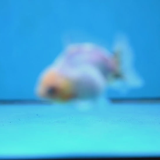 Juvenile Oranda 3 inch Body (260116_OR14)