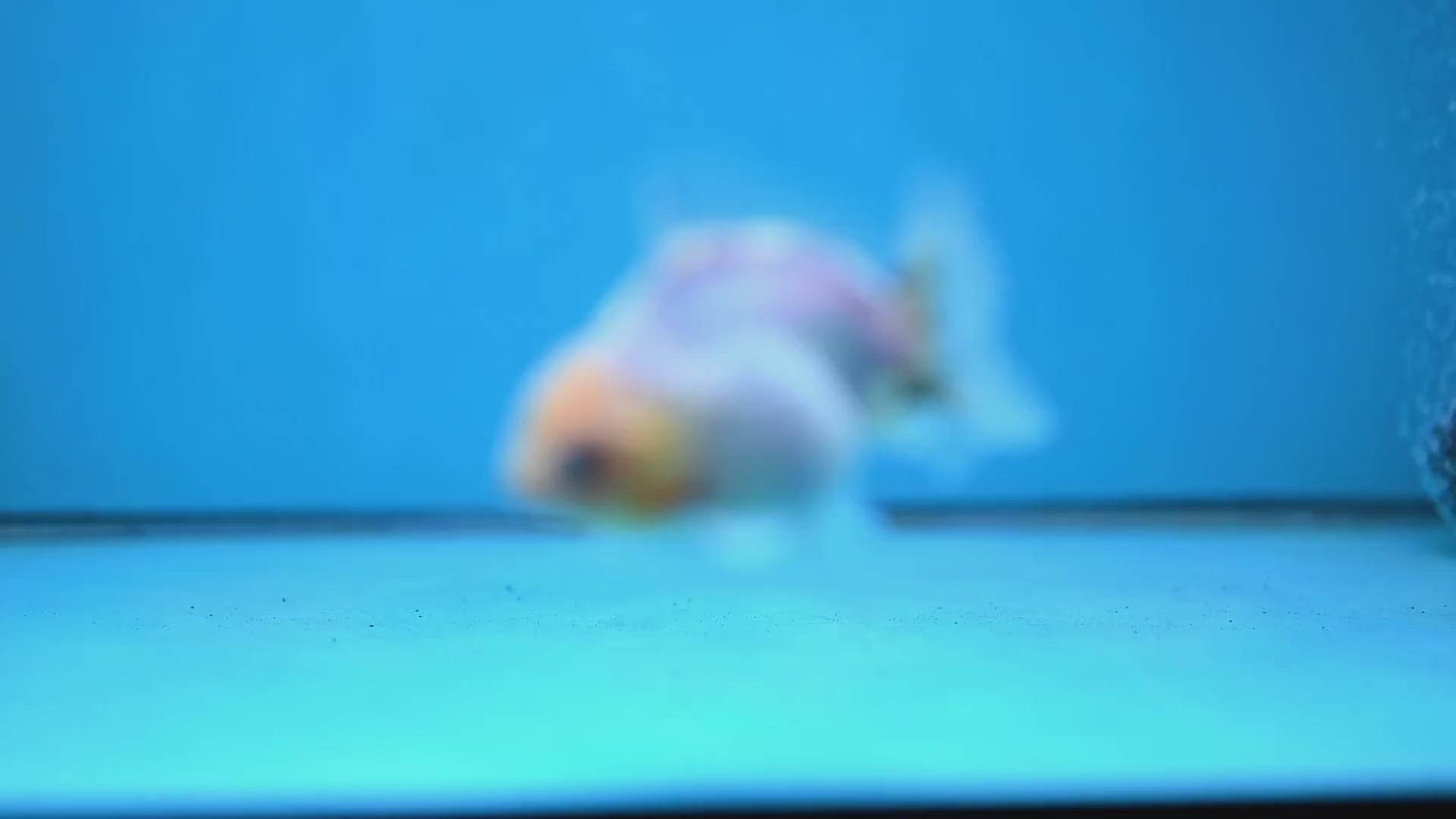 Juvenile Oranda 3 inch Body (260116_OR14)