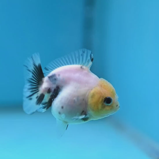 Juvenile Oranda 2.5 inch Body (260116_OR17)