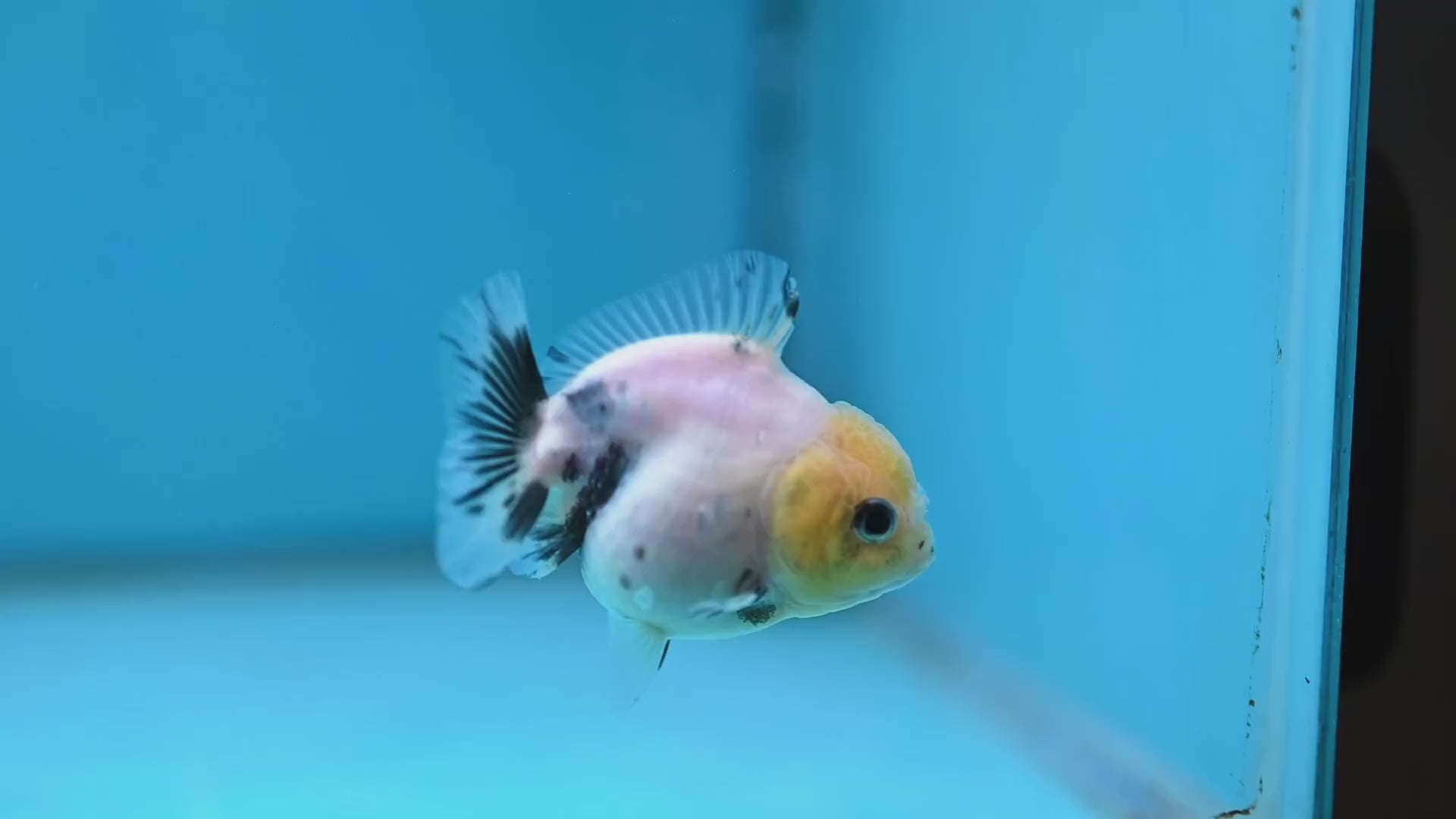 Juvenile Oranda 2.5 inch Body (260116_OR17)