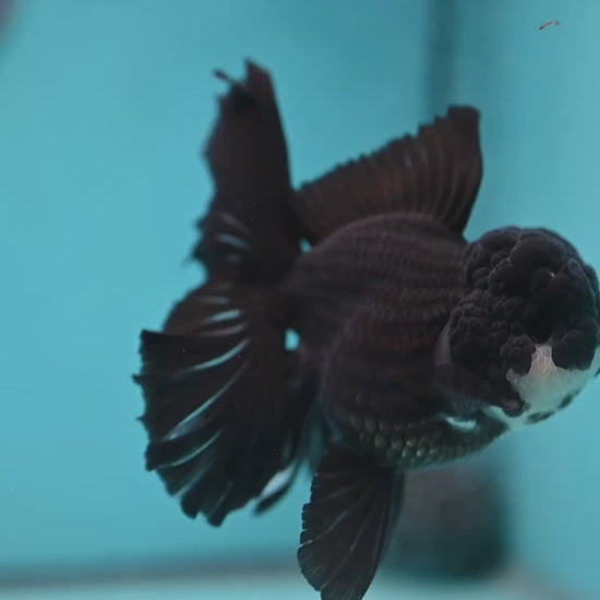 Panda Orchid Tail Oranda 4 inch Body (260220_OR02)