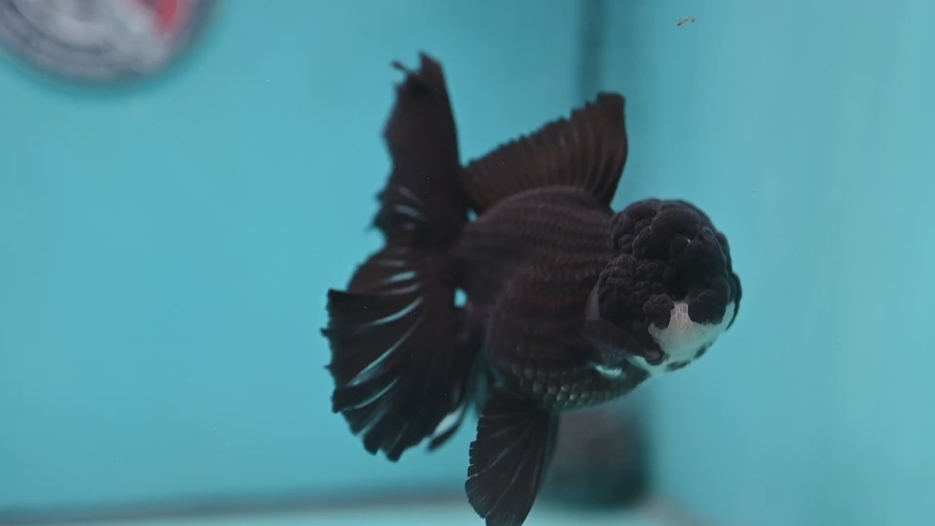 Panda Orchid Tail Oranda 4 inch Body (260220_OR02)