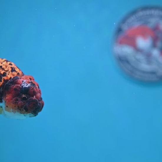 Tiger Ranchu 3.5 inch Body (260130_RC08)