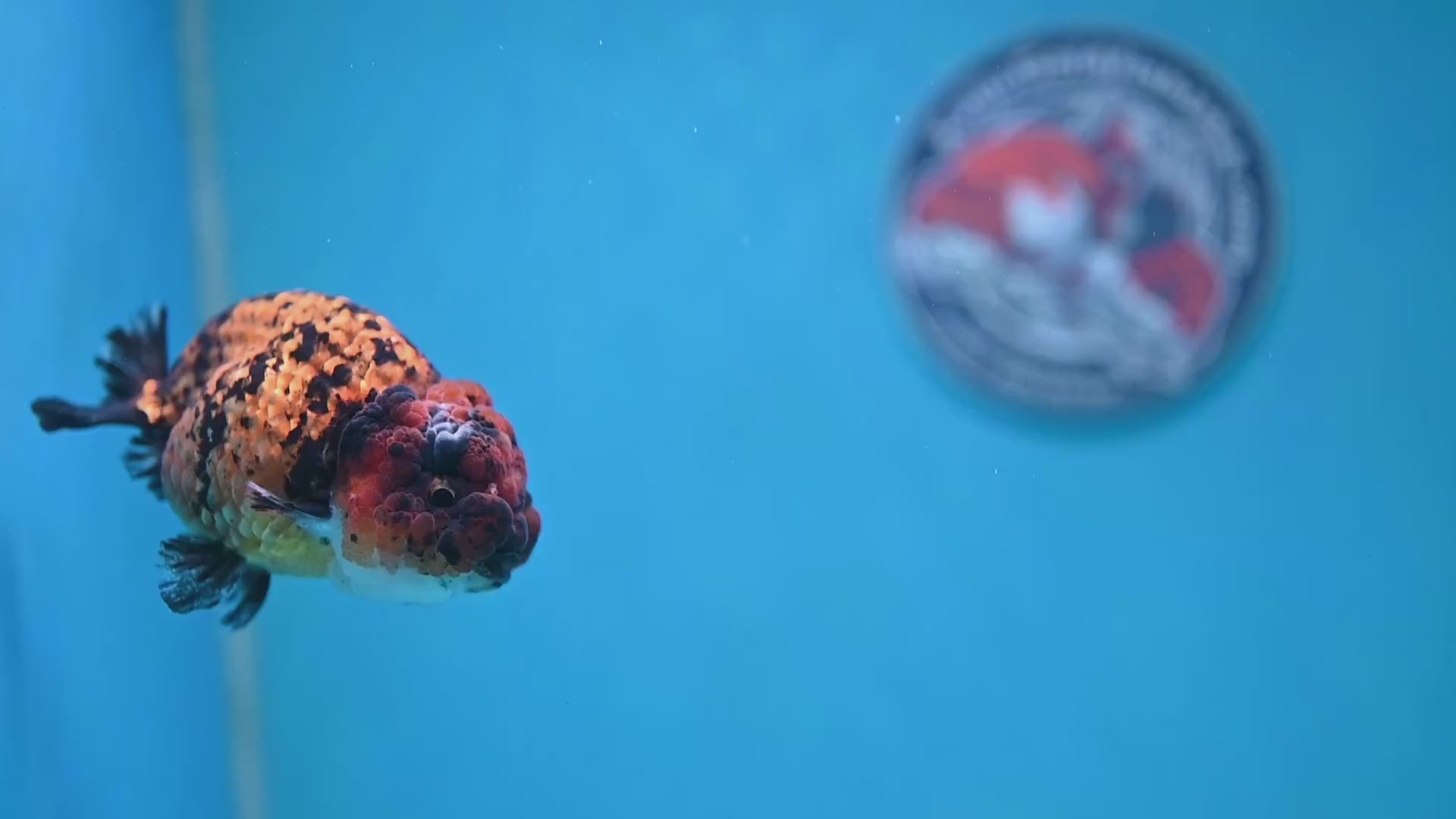 Tiger Ranchu 3.5 inch Body (260130_RC08)