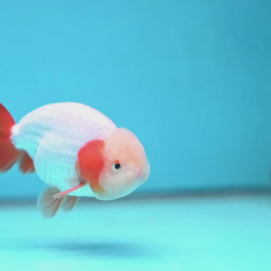 A Grade Red White Buffalo Ranchu inch Body (251219_RC03)