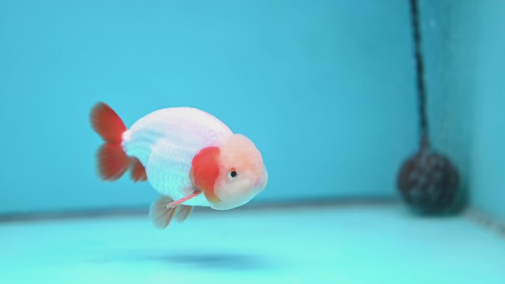 A Grade Red White Buffalo Ranchu inch Body (251219_RC03)