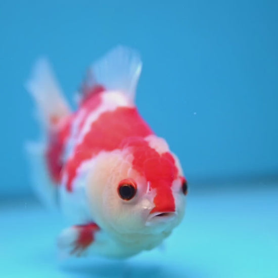 Red White Oranda 4 inch Body (251114_OR15)
